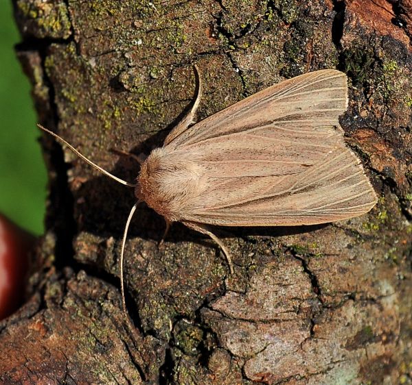 Mythimna pudorina ?